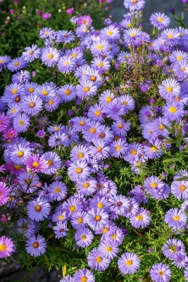 &#39;Lady in Blue&#39; Aster  krzaczasty Aster dumosus