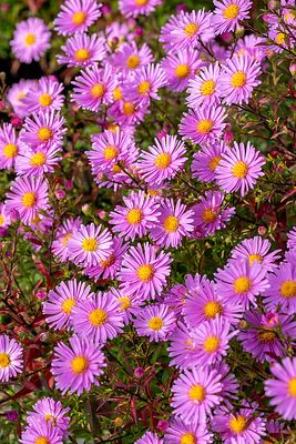 &#39;Peter Harrison&#39; Aster  krzaczasty Aster dumosus