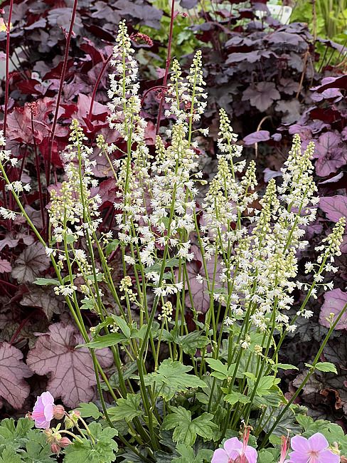 Żuraweczka biała &#39;Diamond Revolution&#39; Heucherella