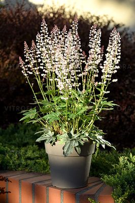 Żuraweczka biała &#39;White Revolution&#39; Heucherella