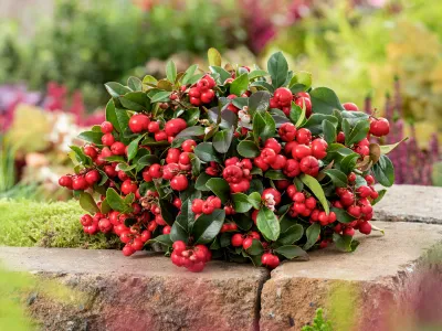 &#39;Big Berry&#39; Golteria Gaultheria