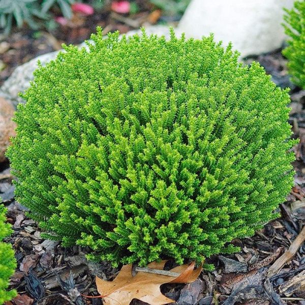 &#39;Emerald Green Globe&#39; Hebe
