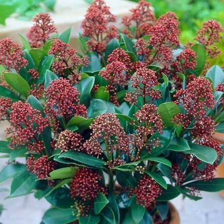 &#39;Rubella&#39; Skimia japońska czerwona Skimmia japonica