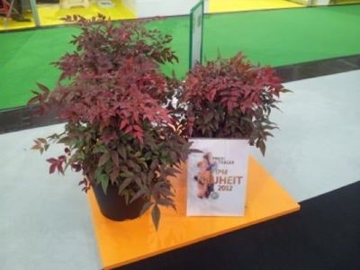 &#39;Obsessed&#39; Święty bambus Nandina domestica