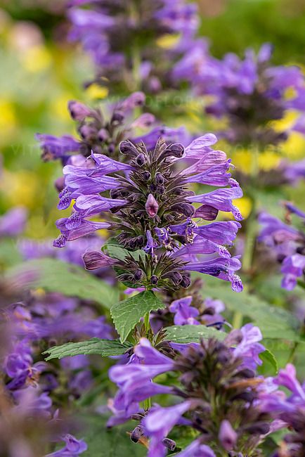&#39;Weinheim Big Blue&#39; Kocimiętka Nepeta