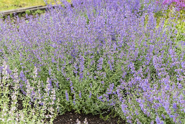 &#39;Six Hills Giant&#39; Kocimiętka Nepeta