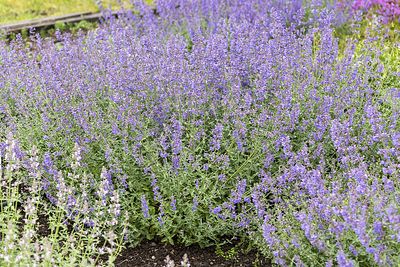 &#39;Six Hills Giant&#39; Kocimiętka Nepeta