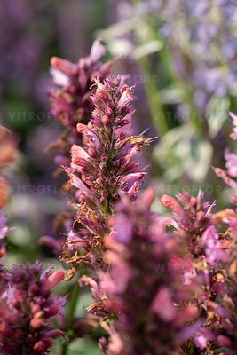&#39;Danish Delight&#39; Kłosowiec Agastache