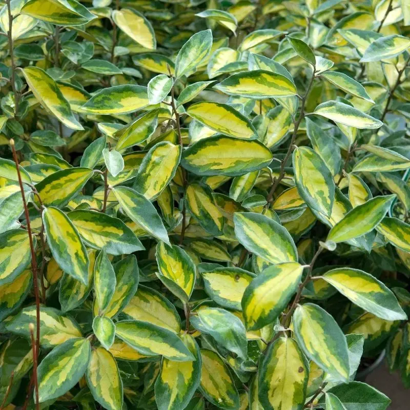 &#39;Limelight&#39; Oliwnik Ebbinga Elaeagnus