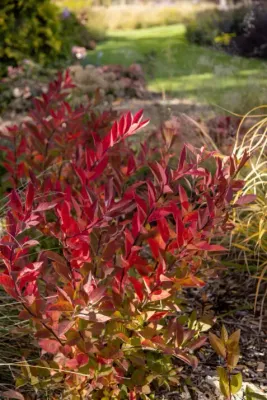 &#39;Love Child&#39; Itea wirginijska Itea virginica