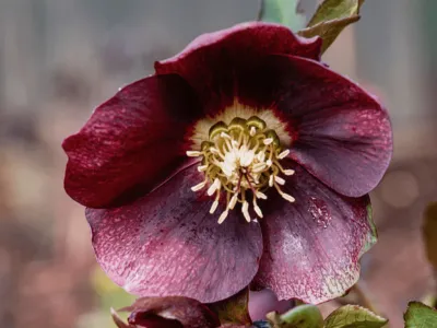 &#39;Glamour™ Bijoux&#39; Ciemiernik Helleborus