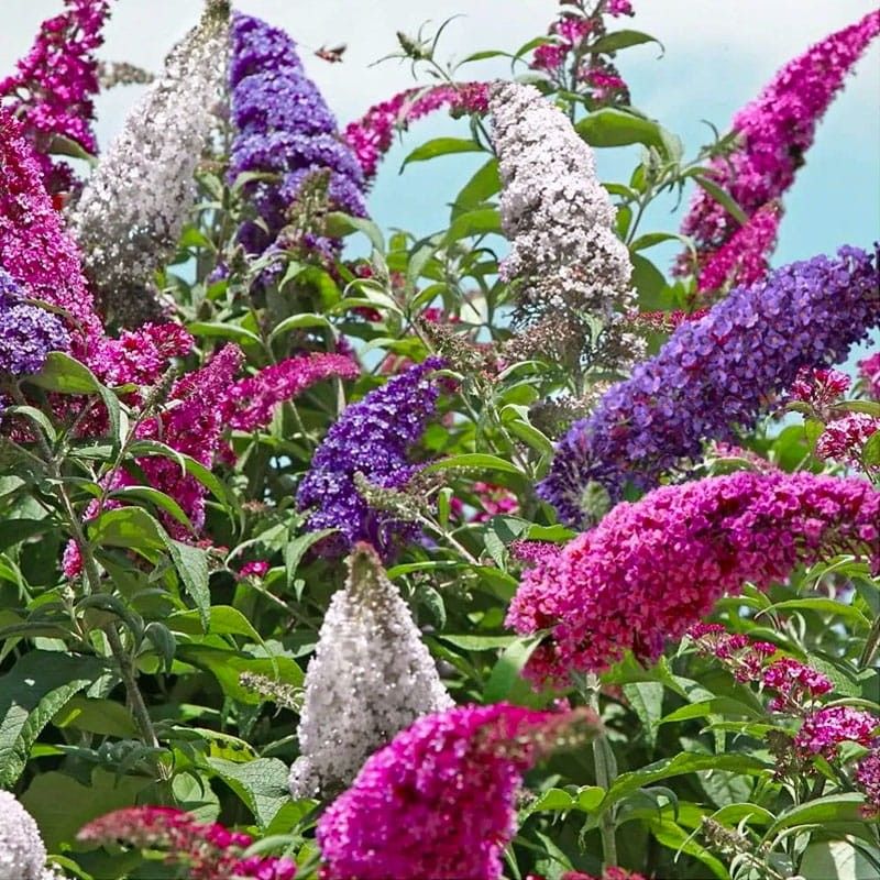 Budleja Dawida 3-kolorowa Buddleja davidii
