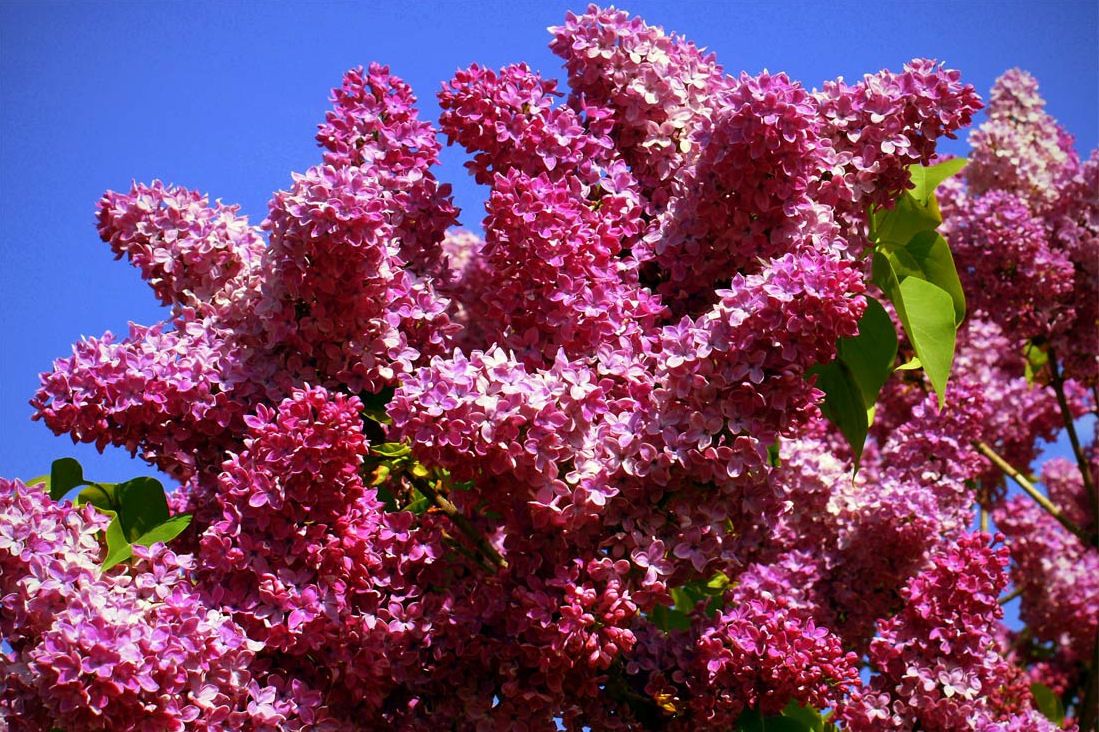 &#39;Red Wine&#39; Lilak, Bez Syringa