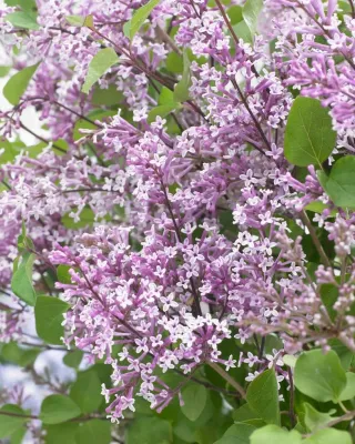&#39;Flowerfesta® Purple&#39; Lilak Meyera, Bez Syringa