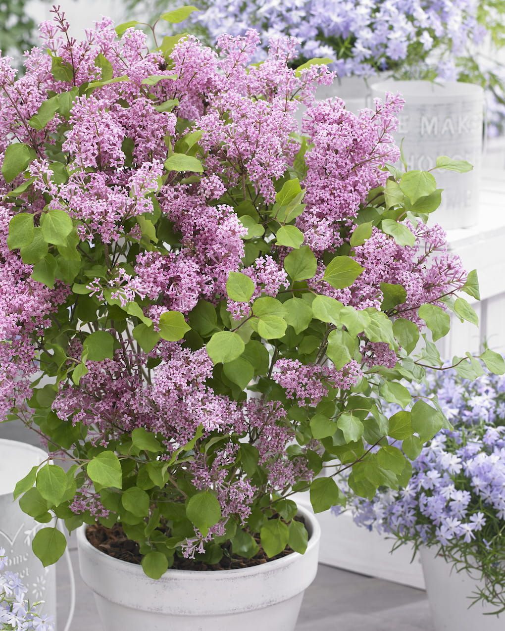 &#39;Flowerfesta® Pink&#39; Lilak Meyera, Bez Syringa