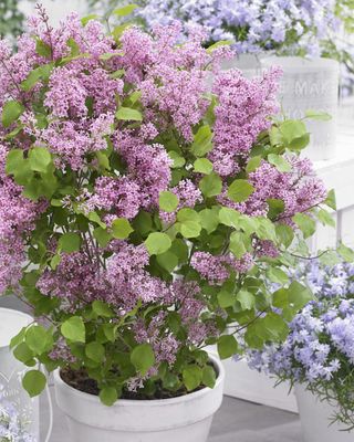 &#39;Flowerfesta® Pink&#39; Lilak Meyera, Bez Syringa