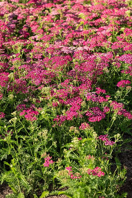 &#39;Summerwine&#39; Krwawnik Achillea millefolium