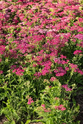 &#39;Summerwine&#39; Krwawnik Achillea millefolium
