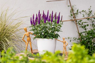 &#39;Lancita Purple&#39; Przetacznik fioletowy Veronica