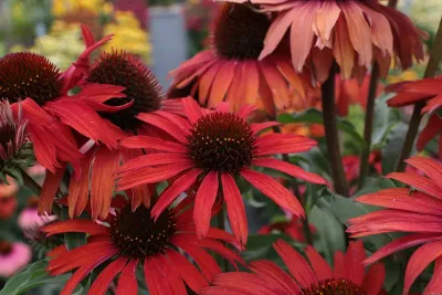 &#39;Fountain Red&#39; Jeżówka Echinacea