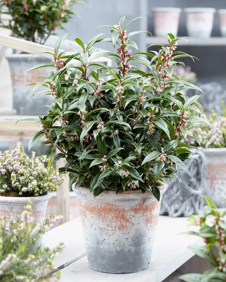 &#39;Winter Gem&#39; Sarkokka Sarcococca humilis