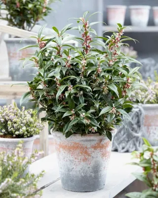 &#39;Winter Gem&#39; Sarkokka Sarcococca humilis