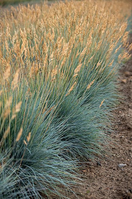 &#39;Eisvogel&#39; Kostrzewa sina Festuca