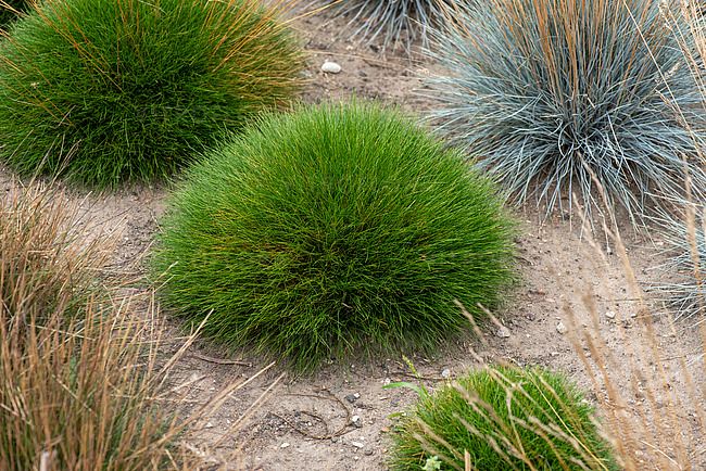 &#39;Pic Carlit&#39; Kostrzewa zielona Festuca gautieri