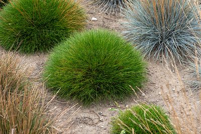 &#39;Pic Carlit&#39; Kostrzewa zielona Festuca gautieri