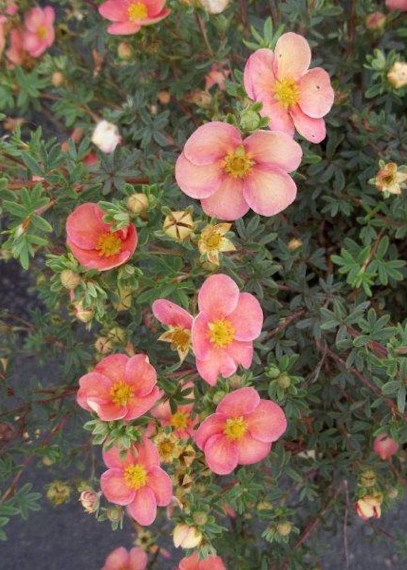 &#39;Glamour Girl®&#39; Pięciornik Potentilla fruticosa