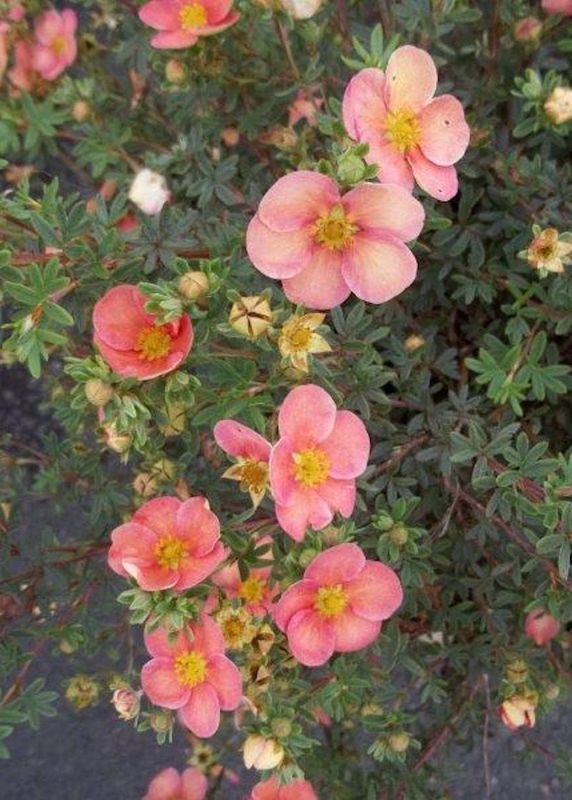 &#39;Glamour Girl®&#39; Pięciornik Potentilla fruticosa