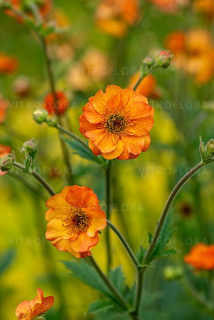 Totally Tangerine Kuklik pomarańczowy Geum