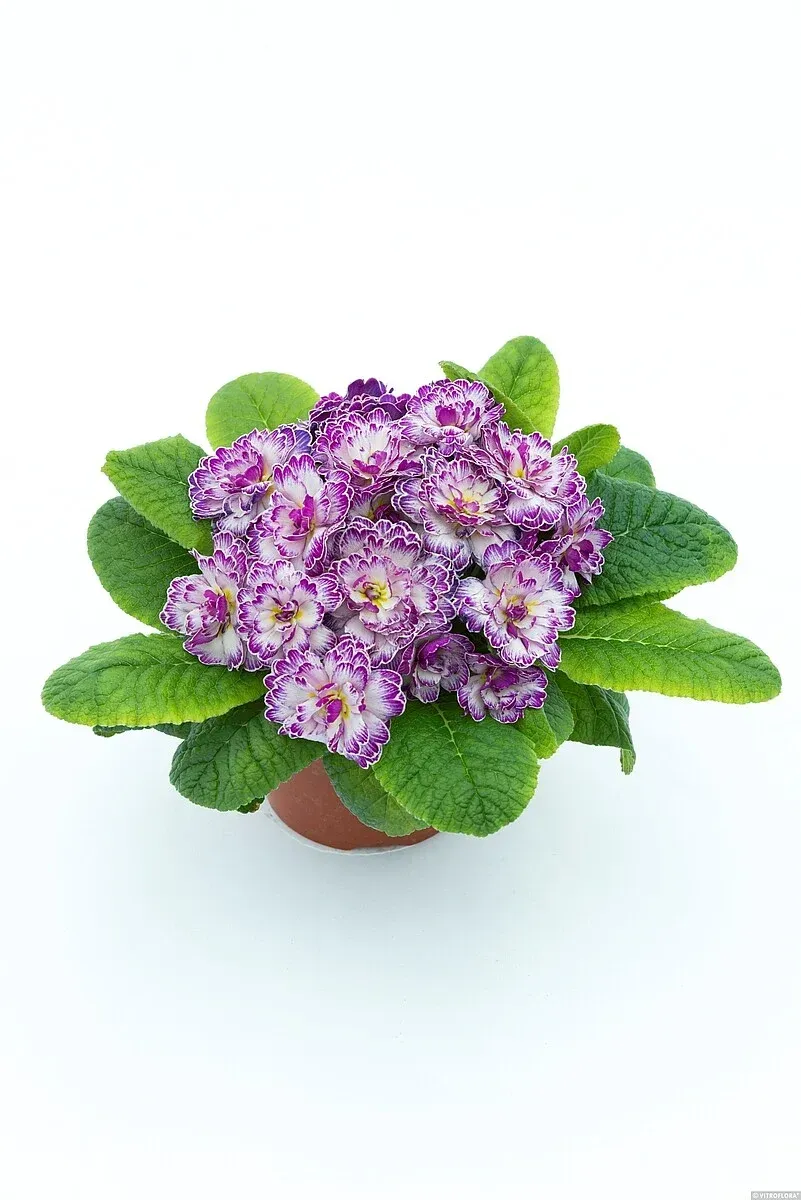 &#39;Belarina™ Lively Lilac&#39; Pierwiosnki Pierwiosnek wieloletni Primula