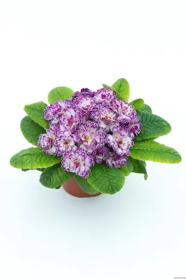 &#39;Belarina™ Lively Lilac&#39; Pierwiosnki Pierwiosnek wieloletni Primula