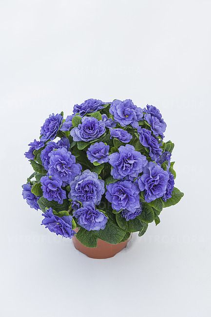&#39;Prima Belarina™ Blue Bird&#39; Pierwiosnki Pierwiosnek wieloletni Primula