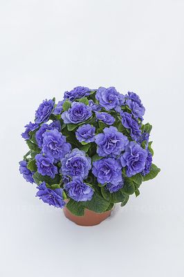 &#39;Prima Belarina™ Blue Bird&#39; Pierwiosnki Pierwiosnek wieloletni Primula