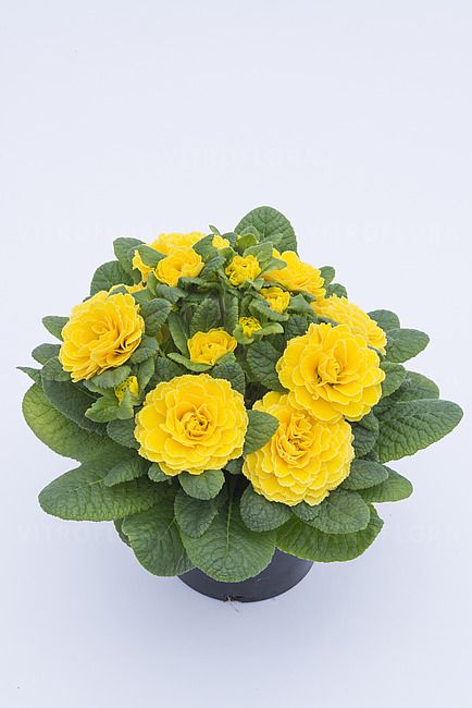 &#39;Prima Belarina™ Spring Sun&#39; Pierwiosnki Pierwiosnek wieloletni Primula