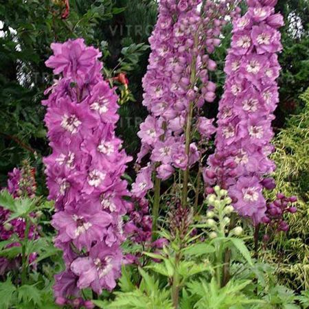 Ostróżka liliowa Delphinium ’Excalibur Lilac White Bee’