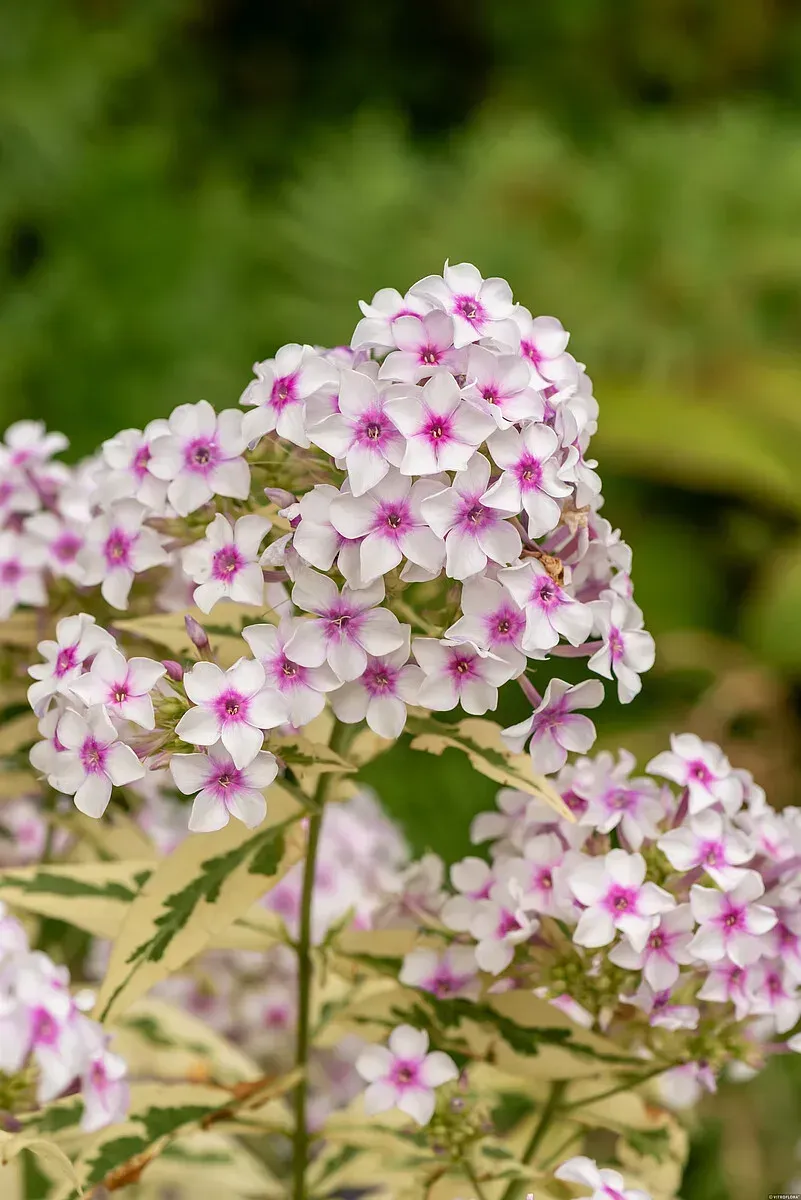 &#39;Nora Leigh&#39; Floks wiechowaty Phlox paniculata