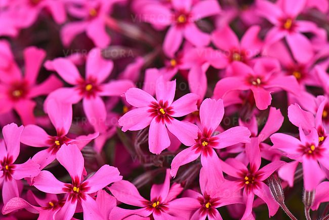 &#39;Scarlet Flame&#39; Floks szydlasty Phlox subulata