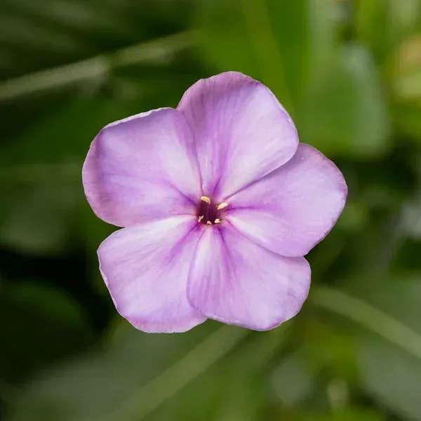 &#39;Flatscreen Lilac&#39; Floks wiechowaty Phlox paniculata