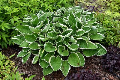 &#39;Francee&#39; Hosta Funkia
