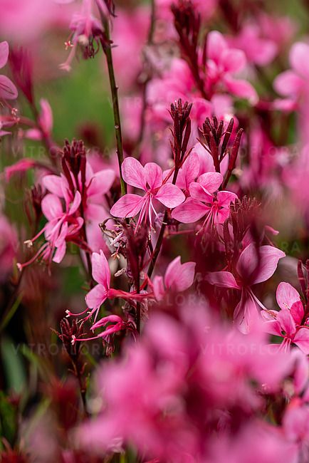 &#39;Baby Butterfly® Dark Pink&#39; Gaura lindheimeri
