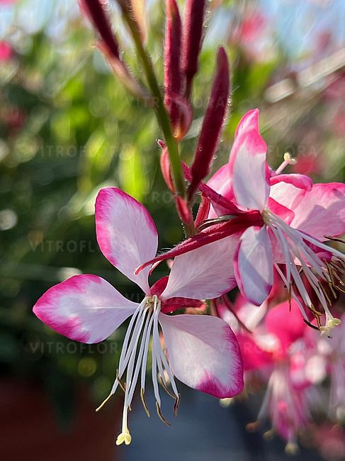 &#39;Rosy Jane&#39; Gaura lindheimeri