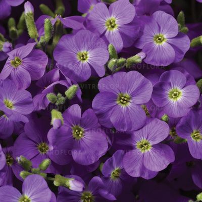 Żagwin niebieski Aubrieta &#39;Axcent™ Light Blue&#39;