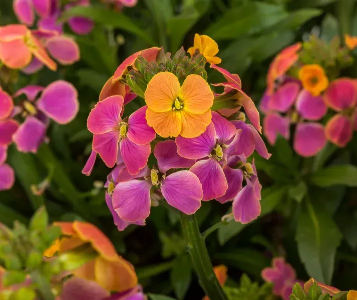 &#39;Erysistible Tricolor&#39; Pszonak Erysimum