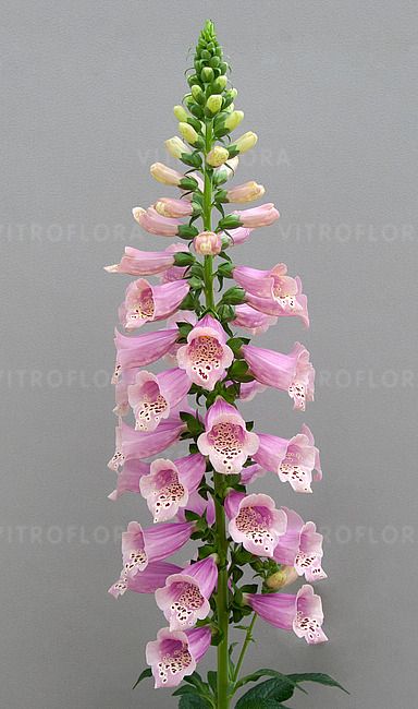Naparstnica jasno różowe &#39;Dottie Warm Rose&#39; Digitalis
