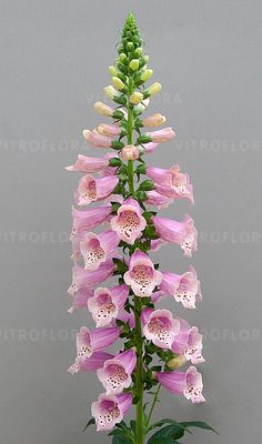 Naparstnica jasno różowe &#39;Dottie Warm Rose&#39; Digitalis