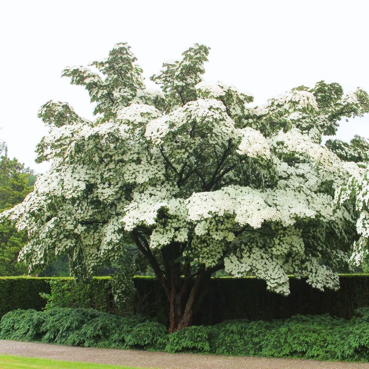 Dereń kousa Cornus kousa