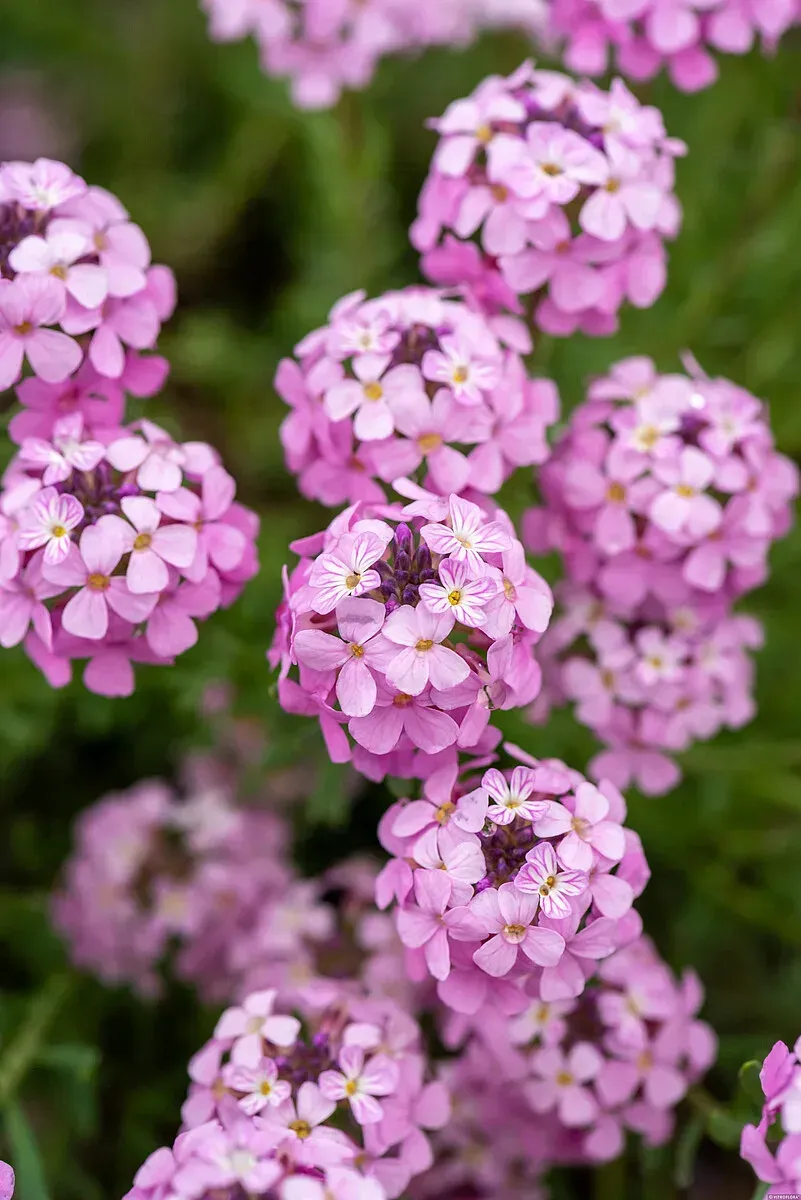&#39;Warley Rose&#39; Skrzydlinka armeńska Aethionema armenum